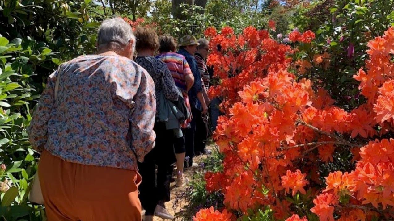 Members walking a garden path lined with vivid orange azaleas in bloom